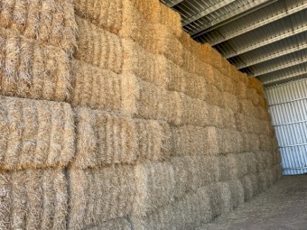 300mt Barley Straw 8x4x3 Bales 