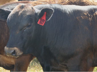 Stud Registered Chiangus Bulls