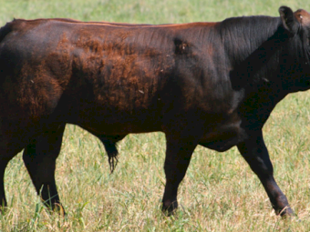 Stud Registered Chiangus Bulls