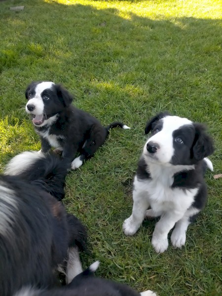 Border Collie Pups