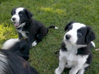 Border Collie Pups