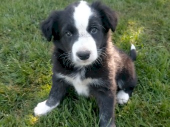Border Collie Pups