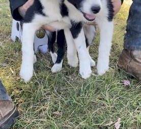 PURE BRED BORDER COLLIE PUPS