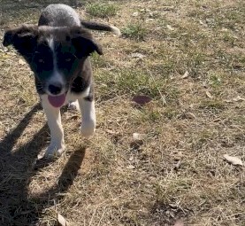 PURE BRED BORDER COLLIE PUPS