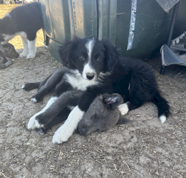 Purebred Border Collies READY NOW 
