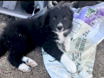 Purebred Border Collies READY NOW 