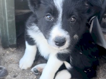 Purebred Border Collies READY NOW 