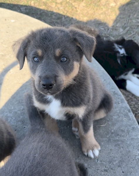 Kelpie x Border Collie 