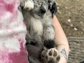 Kelpie x Border Collie 