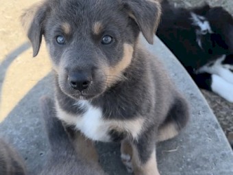Kelpie x Border Collie 