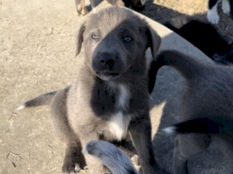 Kelpie x Border Collie 