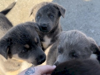 Kelpie x Border Collie 