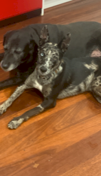 2 yr old Koolie dog (male) ready for work