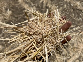 Wheat Straw 2023 season