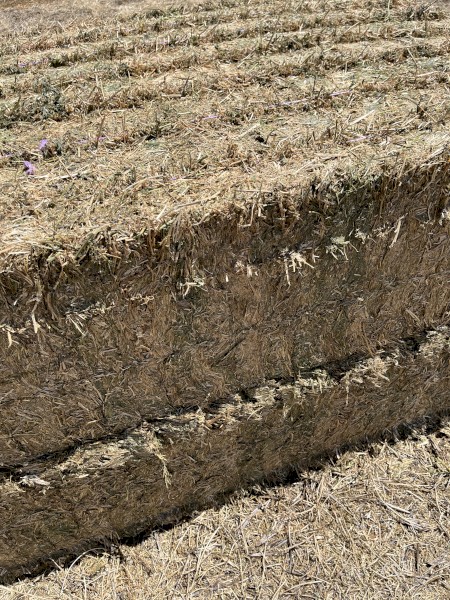 WANTED 730mt Vetch Hay 650kg 8x4x3 Bales