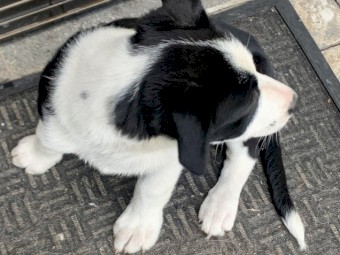 Miniature Border Collie x Kelpie Puppies