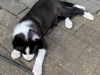Miniature Border Collie x Kelpie Puppies