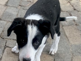 Miniature Border Collie x Kelpie Puppies