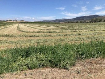 Load of 44 Prime Lucerne Hay 4*4  New Season