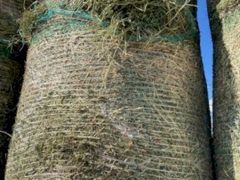 Load of 24 Prime Lucerne Hay 4*4  New Season