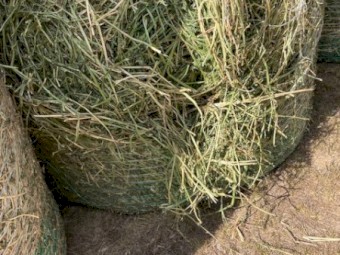 Load of 24 Prime Lucerne Hay 4*4  New Season