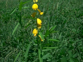 Soybean/pasture bales 14.7% protein