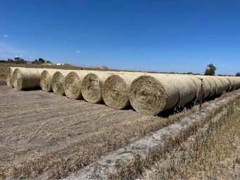 New Season Oat Hay Bale