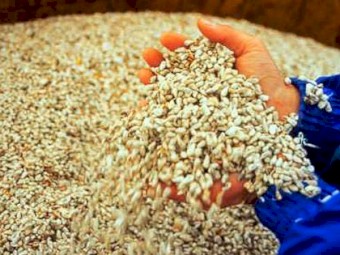 Fuzzy Cotton Seed - $435 tonne 