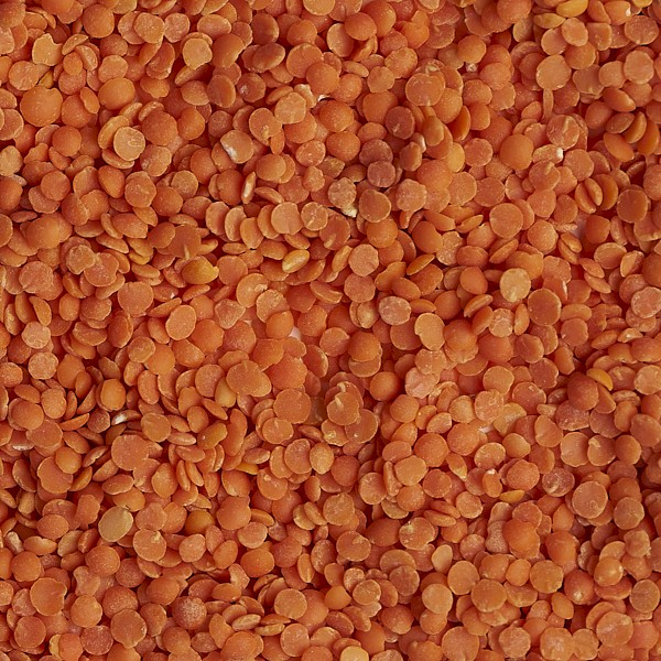 WANTED 52MT Nipper Lentils