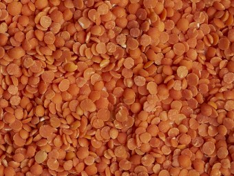 WANTED 52MT Nipper Lentils