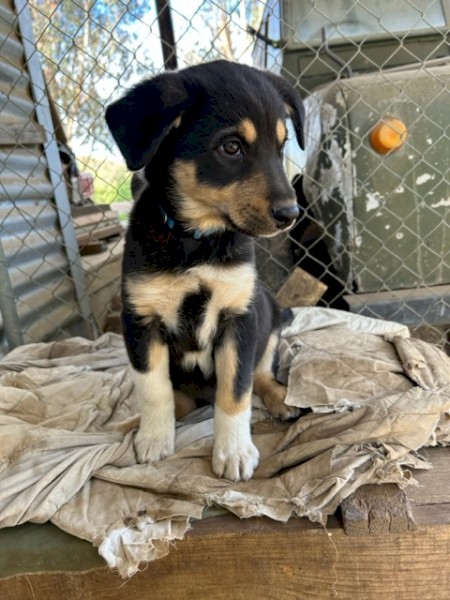 Border Collie x Kelpie pups. 