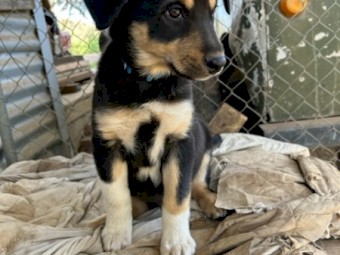 Border Collie x Kelpie pups. 