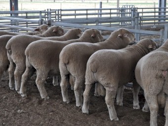 2022 Spring Drop Australian Dormer Flock Rams