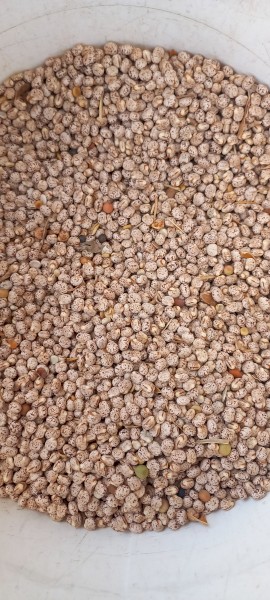 100t Lupins Season 22/23