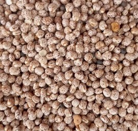 100t Lupins Season 22/23