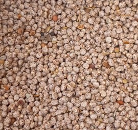 100t Lupins Season 22/23