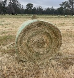 Barley Hay 5x4 Round Bales