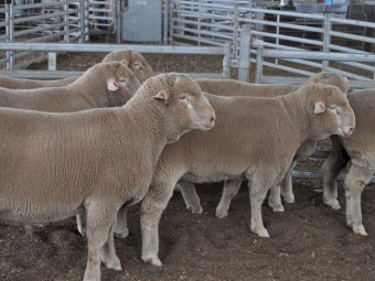 2022 Spring Drop Australian Dormer Flock Rams