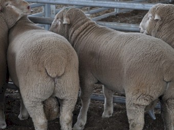 2022 Spring Drop Australian Dormer Flock Rams