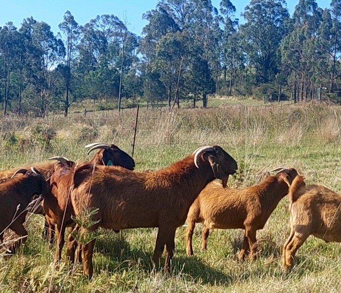 GOATS - Kalahari Red / Red Boer / Standard Boer