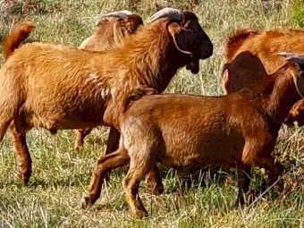 GOATS - Kalahari Red / Red Boer / Standard Boer