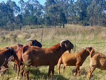 GOATS - Kalahari Red / Red Boer / Standard Boer