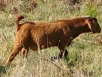 GOATS - Kalahari Red / Red Boer / Standard Boer