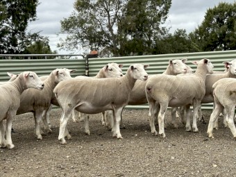 25x White Suffolk Ewes