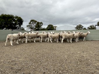 25x White Suffolk Ewes