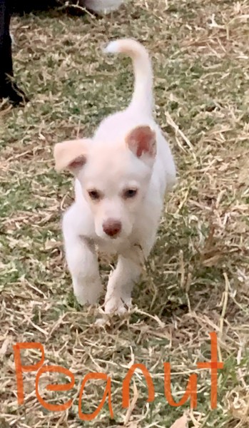 Rare Cream Purebred Kelpie X Pure Bred Border Collies Pups 