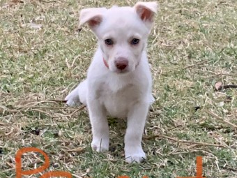 Rare Cream Purebred Kelpie X Pure Bred Border Collies Pups 