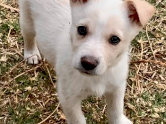 Rare Cream Purebred Kelpie X Pure Bred Border Collies Pups 
