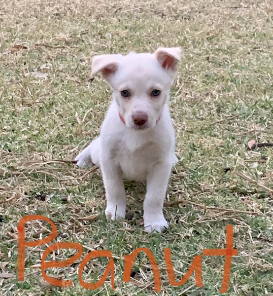 Rare Cream Purebred Kelpie X Pure Bred Border Collies Pups 