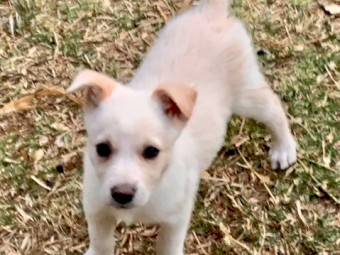 Rare Cream Purebred Kelpie X Pure Bred Border Collies Pups 